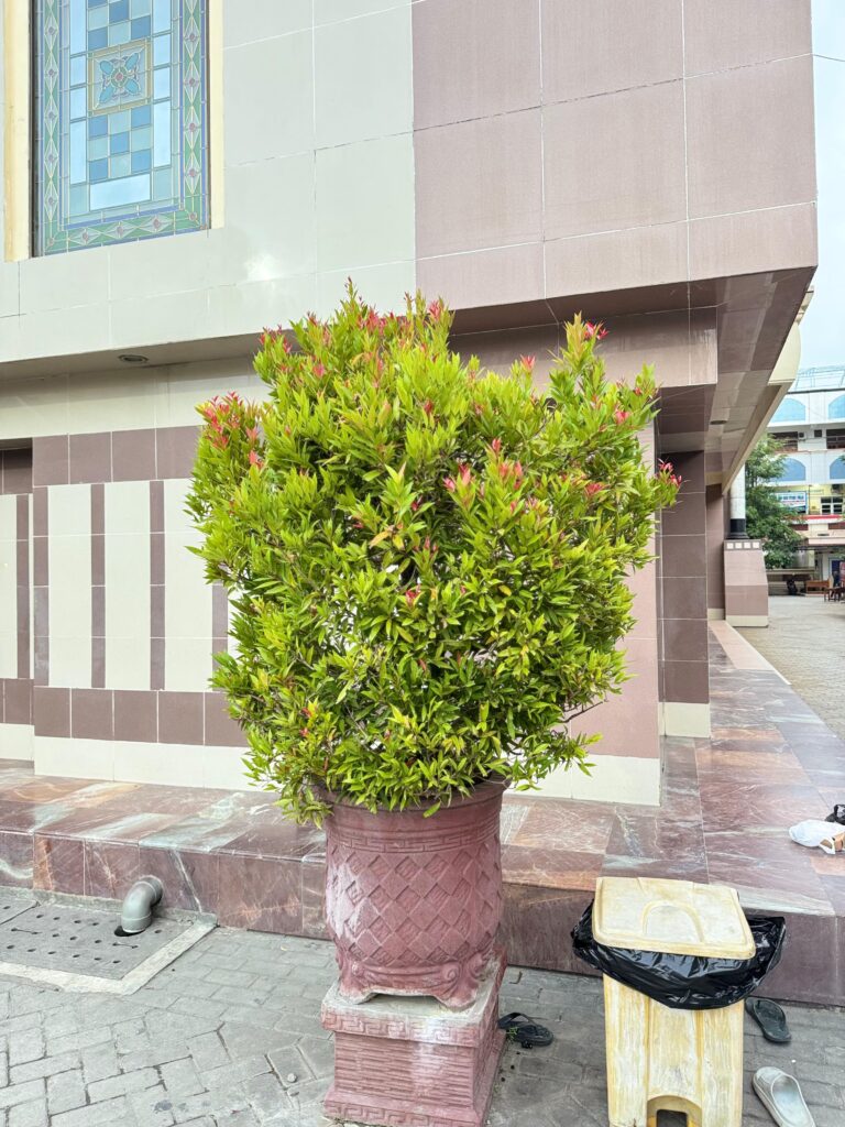 Pucuk Merah